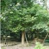 供應香樟樹苗批發 苗木 工程苗木 各種規格齊全香樟苗