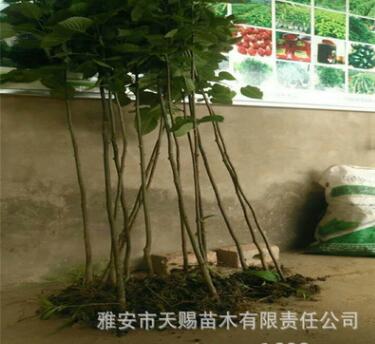 基地批發(fā)珙桐移栽樹苗根系發(fā)達(dá)成活率高別墅庭院鴿子花綠化樹