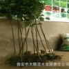 基地批發珙桐移栽樹苗根系發達成活率高別墅庭院鴿子花綠化樹