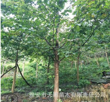 別墅庭院綠化苗木公園珙桐樹名貴樹種風(fēng)景珙桐鴿子花工程綠化樹苗