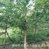 別墅庭院綠化苗木公園珙桐樹名貴樹種風景珙桐鴿子花工程綠化樹苗