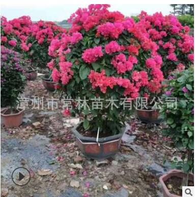 紫花三角梅球形 紅花三角梅 勒杜鵑 三角梅盆栽