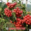 基地直銷山楂苗 山楂樹嫁接 果樹苗紅果苗 當年結果盆栽