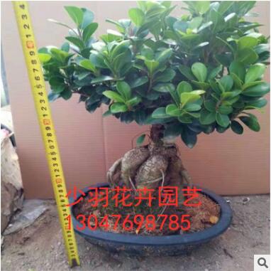 榕樹 綠植盆栽 大榕樹大頭榕室內盆 人參容榕樹盆景樹樁小葉榕