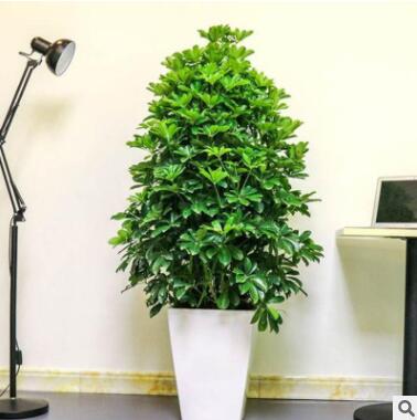 鴨腳木批發鴨掌木桌面盆栽室內觀葉盆景八方來財大型盆栽凈化空氣
