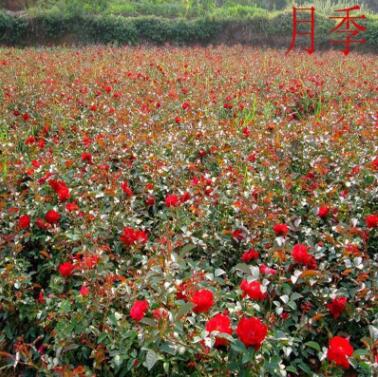 月季批發 紅帽月季 月季花 月季苗 月季花苗