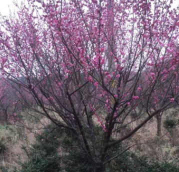 批發(fā)紅梅樹 骨里紅紅梅大樹樁 品種規(guī)格齊全 量大優(yōu)惠