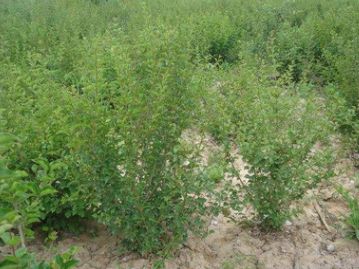批發(fā)紫丁香 叢生丁香 嫁接獨桿丁香 丁香花基地 量大優(yōu)惠