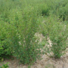 批發(fā)紫丁香 叢生丁香 嫁接獨桿丁香 丁香花基地 量大優(yōu)惠