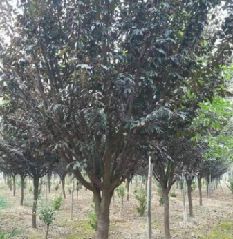 基地直銷紅葉李紫葉李種苗，紅葉李價格紫葉李規(guī)格其全 量大優(yōu)惠
