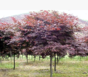 基地直銷綠化苗木 美國紅楓 樹苗庭院小區(qū)日本紅楓量大優(yōu)惠
