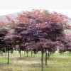 基地直銷綠化苗木 美國紅楓 樹苗庭院小區(qū)日本紅楓量大優(yōu)惠