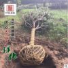 基地批發(fā)綠化苗木優(yōu)質(zhì)櫻花苗 庭院植物花卉日本晚櫻