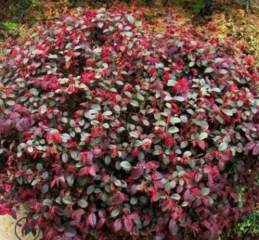 苗圃提供紅葉石楠球 紅葉石楠球形 紅葉石楠工程 棵棵定制
