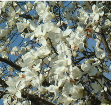 基地直銷白玉蘭小苗 移栽白玉蘭 白玉蘭花樹苗 價(jià)格實(shí)惠