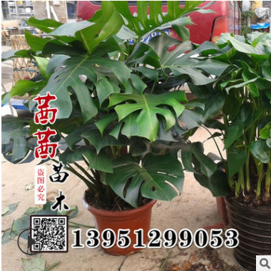 批發(fā)龜背竹室內(nèi)盆栽綠植 觀葉植物 龜背竹 凈化空氣 量大優(yōu)惠