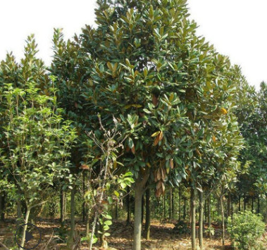 基地供應(yīng)白玉蘭 白玉蘭樹苗 白玉蘭樹 根系發(fā)達(dá)