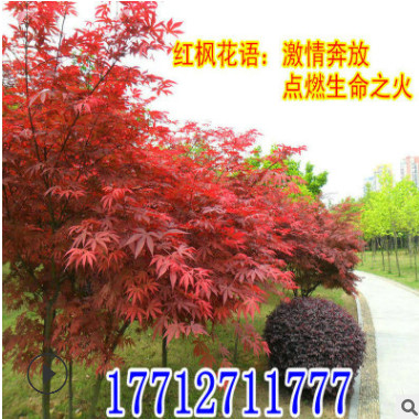 直銷綠化苗木 美國紅楓 樹苗庭院小區日本紅楓三季紅紅楓小苗批發
