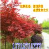直銷綠化苗木 美國紅楓 樹苗庭院小區日本紅楓三季紅紅楓小苗批發