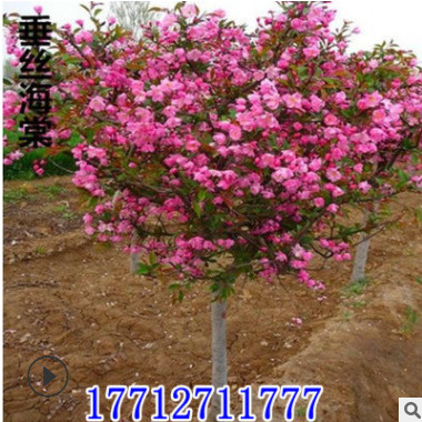 垂絲海棠樹苗批發庭院花卉植物西府海棠盆栽垂絲海棠苗規格齊全