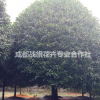 精品八月桂價格 2019成都桂花新批發(fā) 桂花種植基地