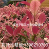 彩葉桂基地，五彩桂基地，彩葉桂小苗，五彩桂小苗