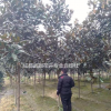 廣玉蘭價格 成都廣玉蘭基地苗圃 廣玉蘭批發(fā)價