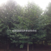 樂昌含笑苗圃基地 成都樂昌價格 含笑批發(fā)價
