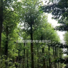 西南香樟種植基地批發(fā) 熟貨香樟價格