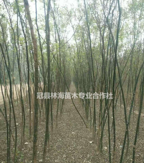 國槐價格國槐價格便宜處理
