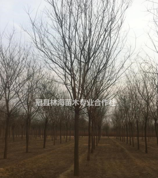 鄉土樹種榆樹傳統榆樹速生榆樹種植基地