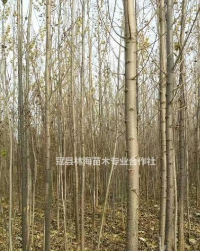 毛白楊毛白楊低價銷售
