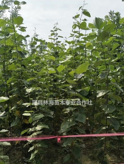 毛白楊小苗價格毛白楊種苗培育基地毛白楊小苗管理技術