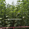 毛白楊小苗價格毛白楊種苗培育基地毛白楊小苗管理技術