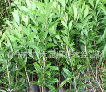 普寧麗桐花木場經營果苗，楊梅，東槐楊梅，白楊梅，山楊梅 產地