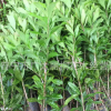 普寧麗桐花木場(chǎng)經(jīng)營(yíng)果苗，楊梅，東槐楊梅，白楊梅，山楊梅 產(chǎn)地