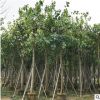 基地直銷(xiāo)菩提榕 綠化園林庭院垂枝形大葉榕 露地移植菩提榕苗喬木
