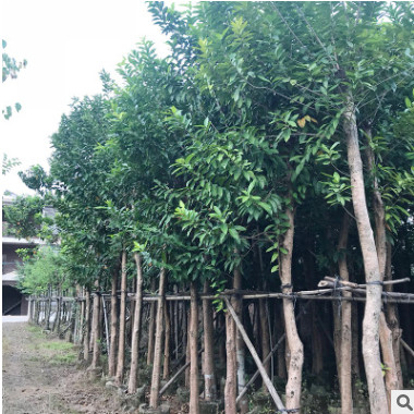 大量供應水翁 水翁移植苗 山蓮霧 普寧水翁綠化苗木自家花場種植