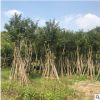 紅花風(fēng)鈴木 多花風(fēng)鈴木 紫花風(fēng)鈴木 櫻花風(fēng)鈴木 黃花風(fēng)鈴木移植苗