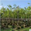 紅花紫荊價(jià)格 高3.5至6米，冠1.5至3.5米，，土球30至80大量批發(fā)