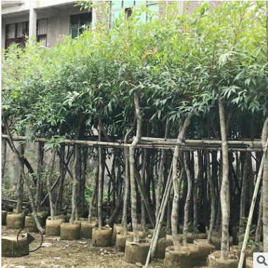基地直銷水蒲桃 綠化園林叢生水蒲桃樹苗 行道風景樹水蒲桃