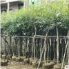 基地直銷(xiāo)水蒲桃 綠化園林叢生水蒲桃樹(shù)苗 行道風(fēng)景樹(shù)水蒲桃