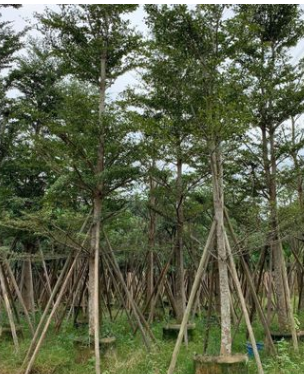 小葉欖仁 細葉欖仁大量供應綠化苗木 普寧綠化苗移植苗袋苗現貨