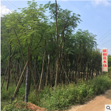 批發鳳凰木/綠化苗木/小苗/假植木5-40公分產地直銷