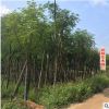 批發(fā)鳳凰木/綠化苗木/小苗/假植木5-40公分產(chǎn)地直銷(xiāo)