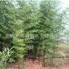 園林植物批發 竹子 庭院綠化 竹子苗 室內 小型庭院用竹直銷