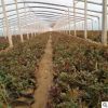 品種月季花苗 大花月季嫁接 園藝庭院四季開花觀花植物花卉月季苗