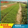 基地種植宿根四季玫瑰 紫枝玫瑰 無刺玫瑰 月季薔薇類植物花卉