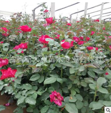月季 多年生 植物批發 紅帽月季 灌木花期長 品種好花色鮮艷