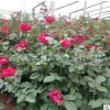 月季 多年生 植物批發 紅帽月季 灌木花期長 品種好花色鮮艷